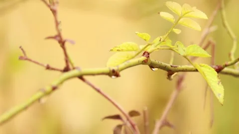 Fresh Green Branches with Dew Stock Footage 344392362