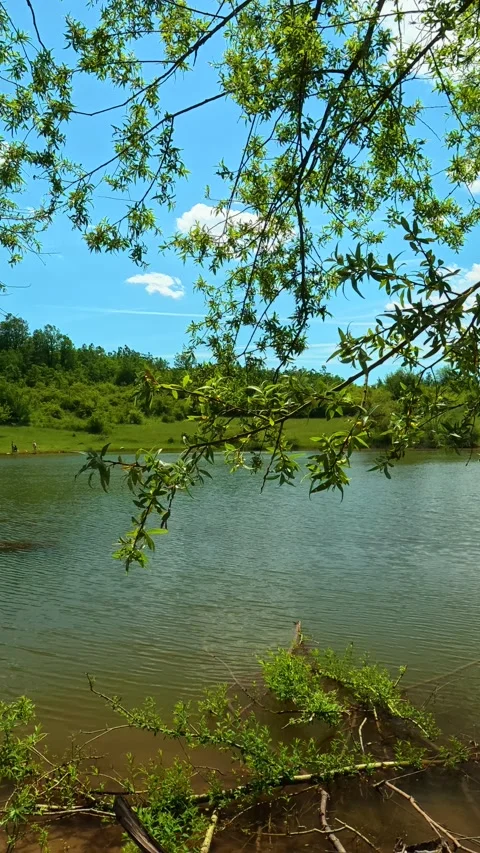 Fresh green branches frame calm river waters. Vrmdza Lake, Serbia. Vertical Vídeos de archivo 338029705