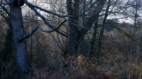 The fresh green branches of a large beech tree Stock Footage 176966605