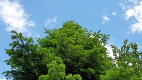 Fresh, green branches of spruce on the wind Stock Footage 132268491