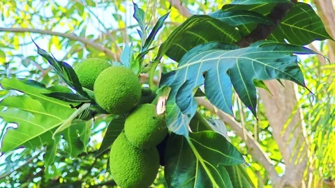 Fresh green breadfruit hanging on tree branch with large leaves. 스톡 동영상 339200016