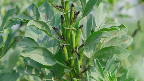 Fresh green broad beans or fava beans growing on a plant Видео 329370577