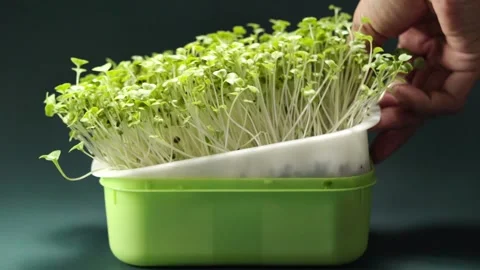 Fresh green broccoli microgreens growing in a tray, showing homegrown sprou.. Stock Footage 345202268