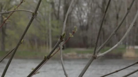 Fresh Green Buds Growing on Tree Branch in Early Spring Stock Footage 334733123