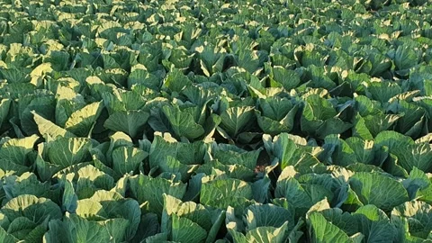 Fresh green cabbage field ready for harvest 스톡 동영상 146475788