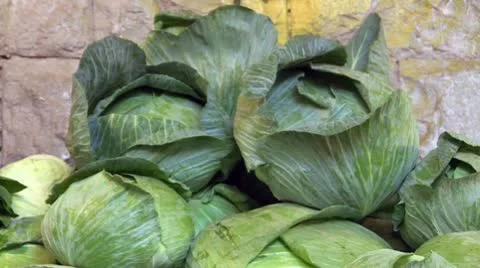 Fresh green cabbage Stock Footage 8997244