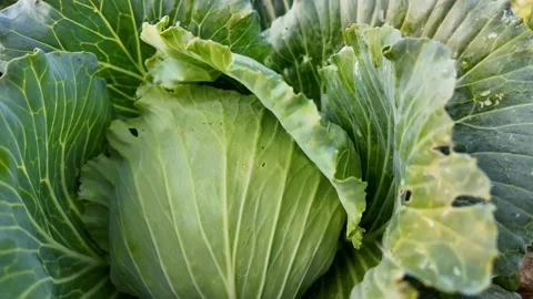 Fresh Green Cabbage in Garden Stock Footage 305273904