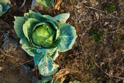 Fresh Green Cabbage On A Ground Stock Photos