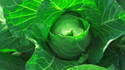 Fresh green cabbage growing in the organic garden with vibrant leaves in dayligh Stock Footage 329155306
