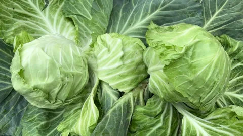 Fresh green cabbage heads with large outer leaves Vidéo 328070210