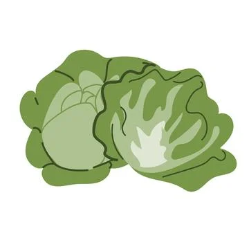 Fresh green cabbage illustration with subtle details and vibrant leaves Stock Illustration