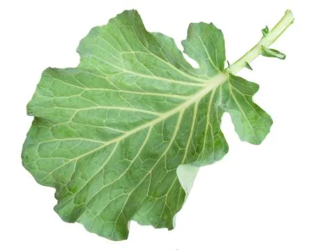 Fresh green cabbage leaf Stock Photos