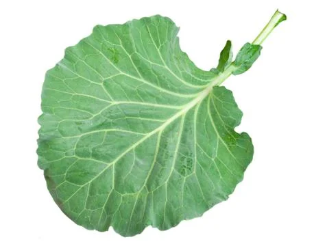 Fresh green cabbage leaf Stock Photos