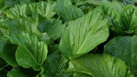 Fresh green cabbage leaves growing in dense garden bed with water droplets Stock Footage 345454956