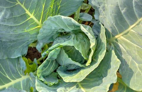 Fresh green cabbage Stock Photos