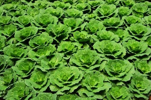 Fresh Green Cabbage Foto stock