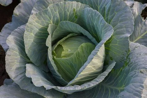 Fresh green cabbage. Stock Photos
