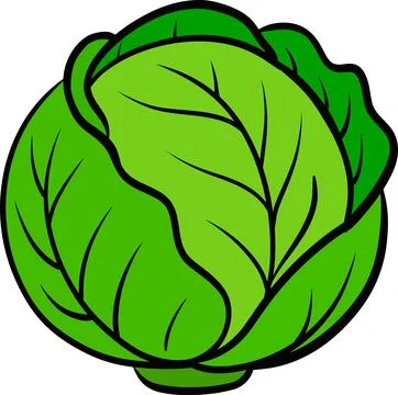 Fresh green cabbage vegetable illustration with detailed leaves. Stock Illustration