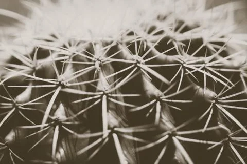Fresh green cactus with its sharp thorns in the desert. Stock Photos