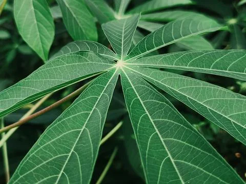 Fresh Green Cassava Leaf Macro Texture Tropical Botanical Background Stock Photos