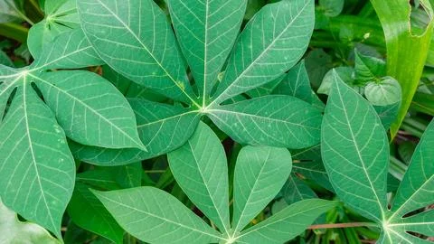 Fresh green cassava leaf with visible vein variations in detail. Foto stock