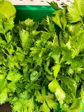 Fresh green celery displayed on vegetables market Stock Photos
