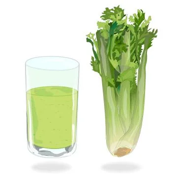 Fresh green celery Stock Illustration
