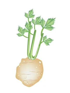 Fresh Green Celery Root on White Background Stock Illustration