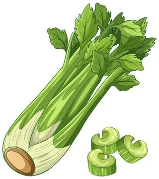 Fresh Green Celery Stalk with Sliced Pieces Vector Illustration Stock Illustration