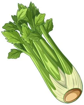 Fresh Green Celery Stalk Vector Illustration Isolated on White Background Stock Illustration