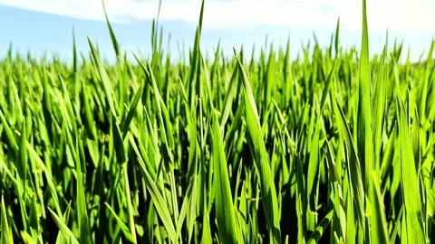 Fresh Green Cereal Plants Moving in Wind on Summer Farm Field Stock Footage 334736840