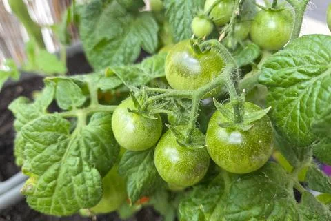 Fresh Green Cherry Tomatoes on Vine in Urban Container Garden Perspective Stock Photos