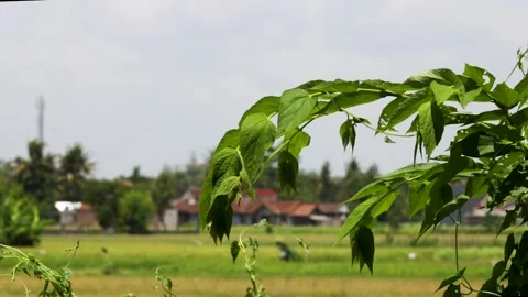 Fresh green cherry tree leaves extending towards soft blurry rural landscap.. Stock Footage 344824248