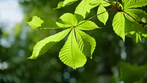 Fresh green chestnut leaves backlit by sunlight with soft bokeh forest back.. Stock Footage 340478591