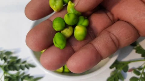 Fresh green chickpeas. Stock Footage 238907112