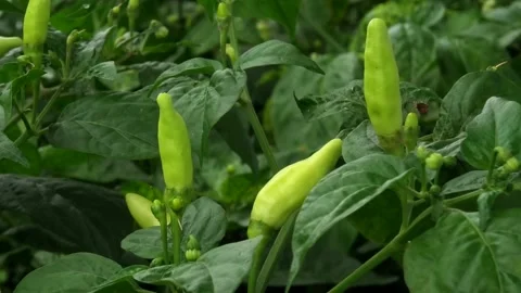 Fresh Green Chili, Close Up Stock Footage 308517839