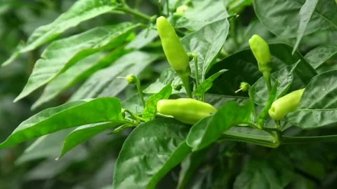 Fresh Green Chilies, Soon to be Harvested. Stock Footage 308515341