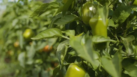 Fresh green chilli growing on tree Stock Footage 87839305