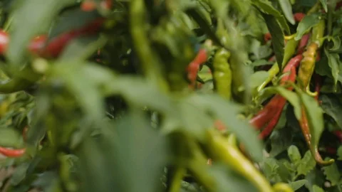 Fresh green chilli growing on tree Stock Footage 87839339