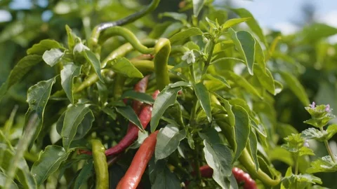 Fresh green chilli growing on tree Stock Footage 87839360