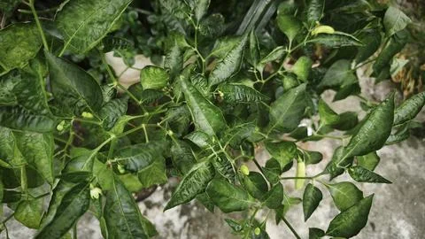 Fresh green chilli in tree field summer Stock Photos
