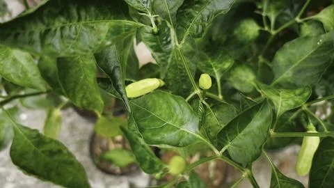 Fresh green chilli in tree field summer Stock Photos