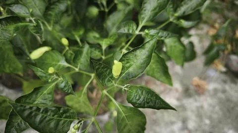 Fresh green chilli in tree field summer Stock Photos