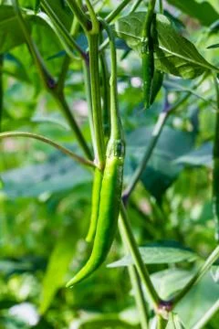 Fresh green chilli on tree Stock Photos