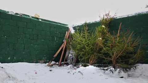 Fresh green Christmas tree is lying on a winter public trash outside, snow. The Video stock 295106436