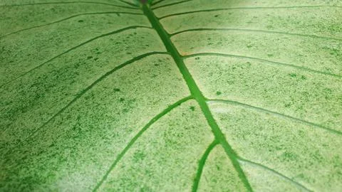 Fresh green close up leaf texture. nature image concept Foto stock
