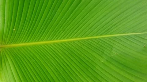Fresh green close up leaf texture. nature image concept 스톡 사진
