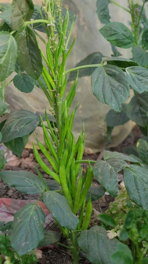 Fresh green Cluster Beans or Guar Phali growing on a plant in the field 库存影片 333058373