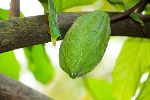 Fresh green cocoa fruit pods on tree. Stock Photos
