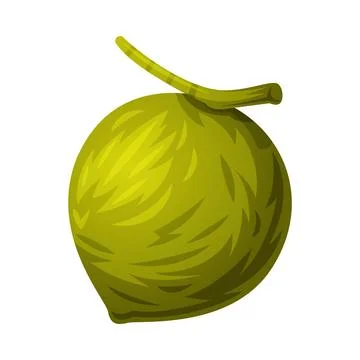 Fresh Green Coconut Fruit Whole on Stem Vector Illustration Ilustración de archivo